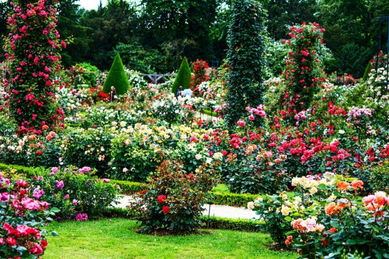 Paris- French landscape classic rose garden in the Bois de Boulo